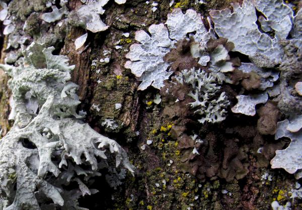 Lichens corticoles