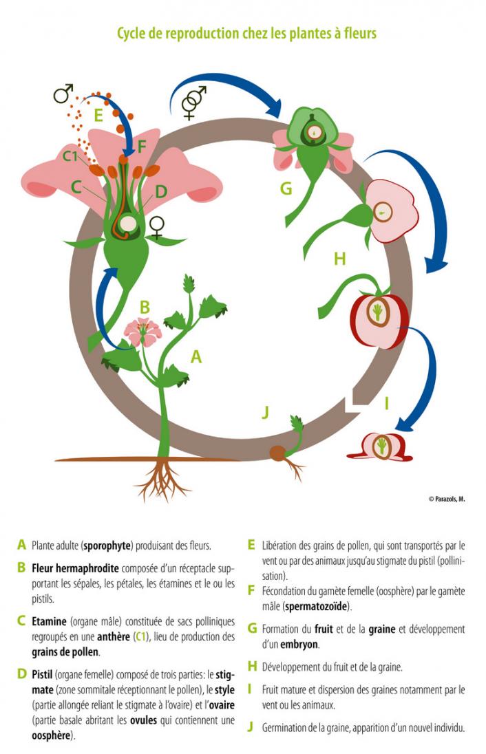 Cycle reproductif chez les plantes à fleurs.