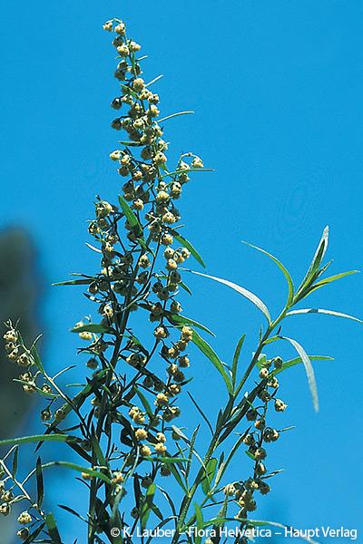 1005050_Artemisia_dracunculus_FloraHelvetica.jpg