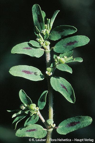 1018300_Euphorbia_maculata_FloraHelvetica.jpg