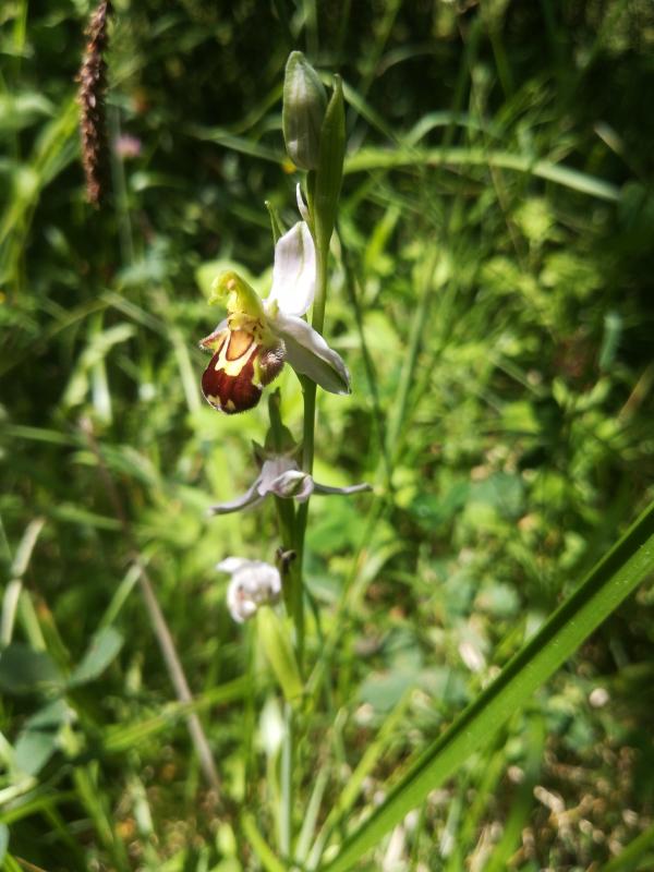 1031070_Ophrys_apifera_GB.jpg