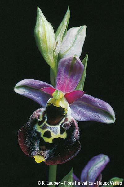 1031140_Ophrys_holosericea_subsp_holosericea_FloraHelvetica.jpg