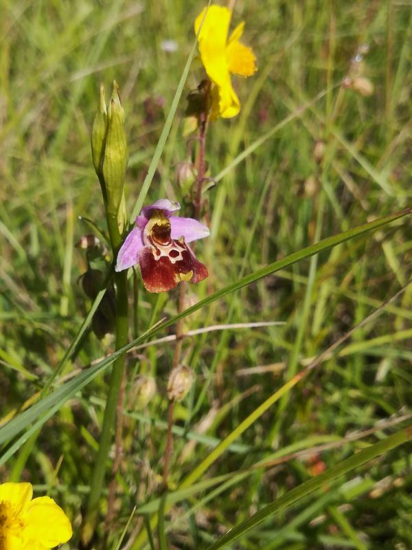 1031140_Ophrys_holosericea_subsp_holosericea_GB.jpg