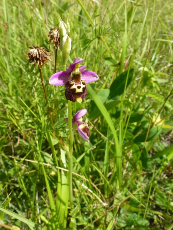 1031150_Ophrys_holosericea_subsp_elatior_GB.JPG