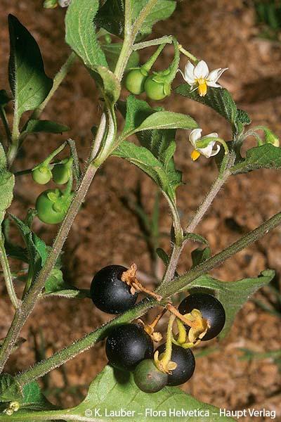 1044440_Solanum_nigrum_subsp_schultesii_FloraHelvetica.jpg