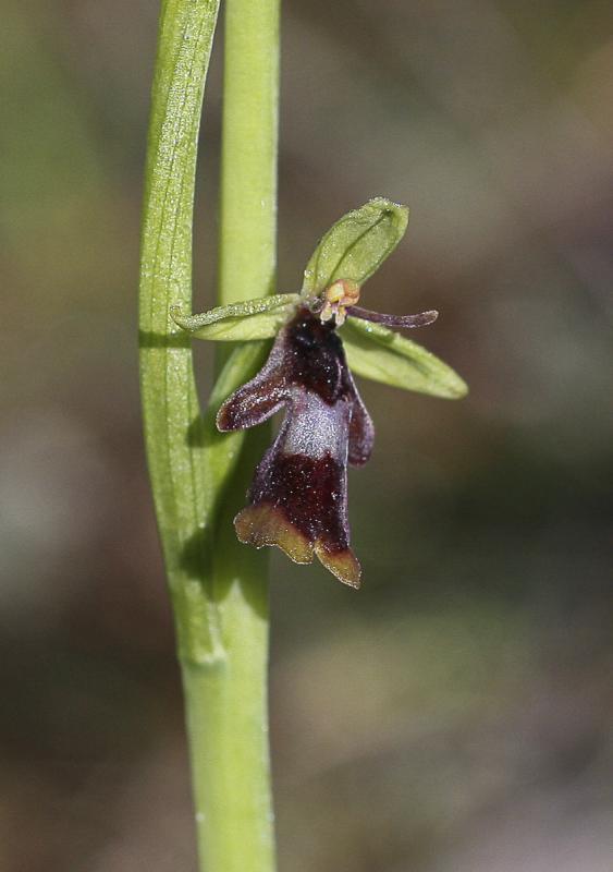 50_Ophrys_insectifera_Mombrial.jpg