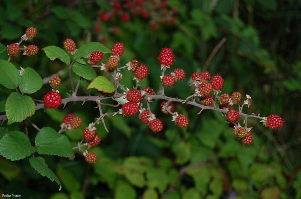 54_Rubus_fruticosus_PP_01.jpg