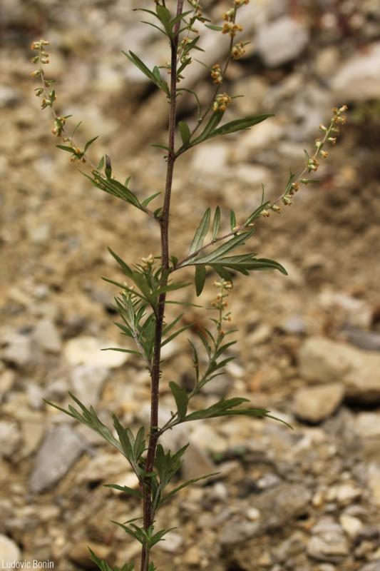 Artemisia_vulgaris_LB_01.jpg