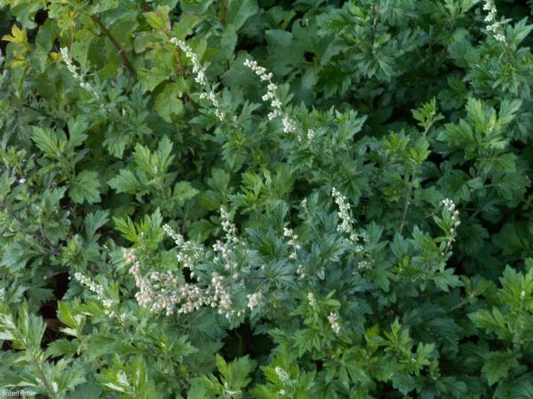 Artemisia_vulgaris_RB_01.jpg