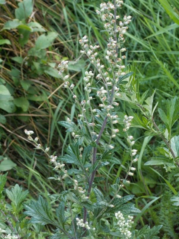 Artemisia_vulgaris_RB_02.jpg