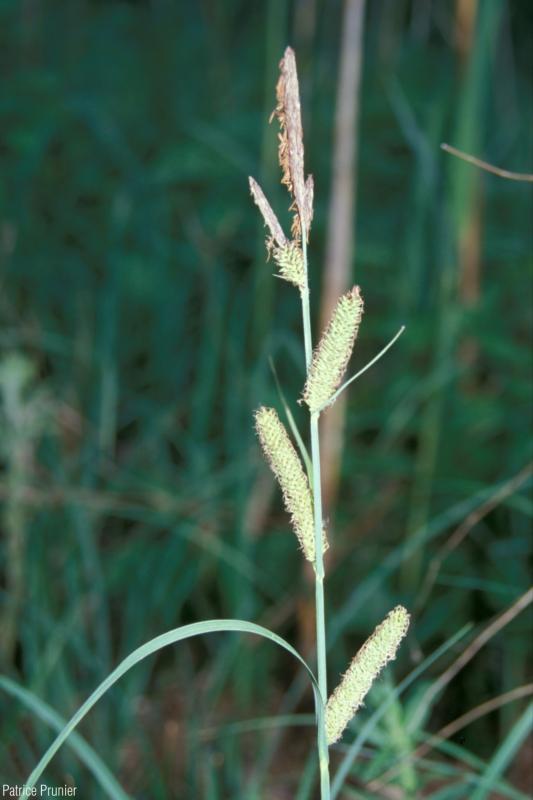 Carex_acutiformis_PP_01.jpg