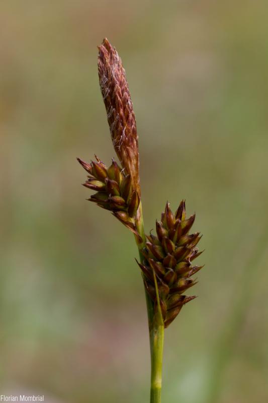 Carex_caryophyllea_FM_01.jpg