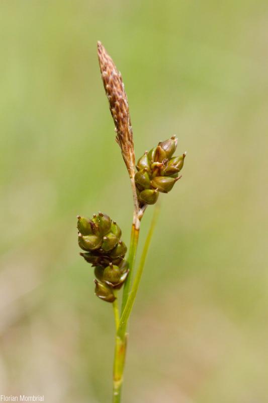 Carex_liparocarpos_FM_02.jpg