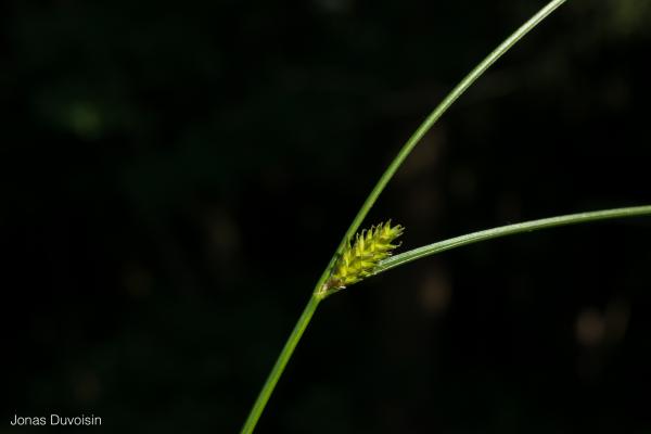 Carex_remota_JDuvoisin_2.jpg