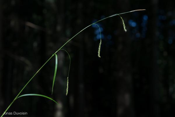 Carex_sylvatica_JDuvoisin_2.jpg