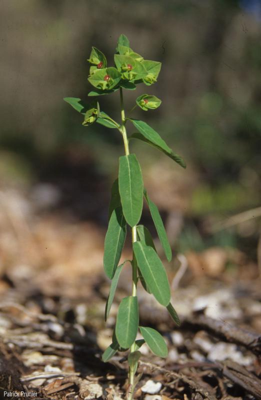 Euphorbia_dulcis_PP_01.jpg