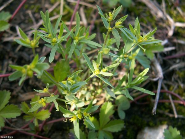 Euphorbia_exigua_RB_01.jpg