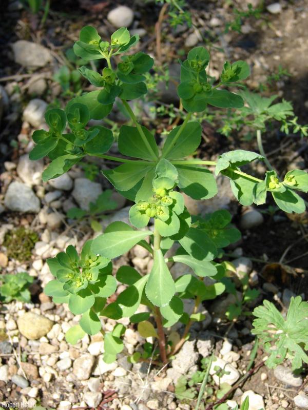 Euphorbia_helioscopia_RB_01.jpg