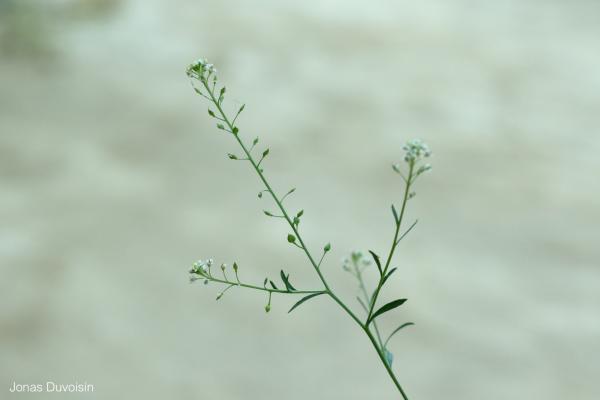 Lepidium_graminifolium_JDuvoisin_2.jpg