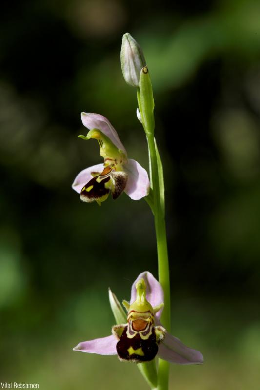 Ophrys_apifera_VRE_01.jpg