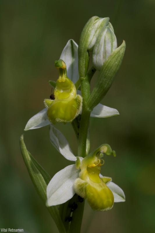 Ophrys_apifera_var_flavescens_VRE.jpg