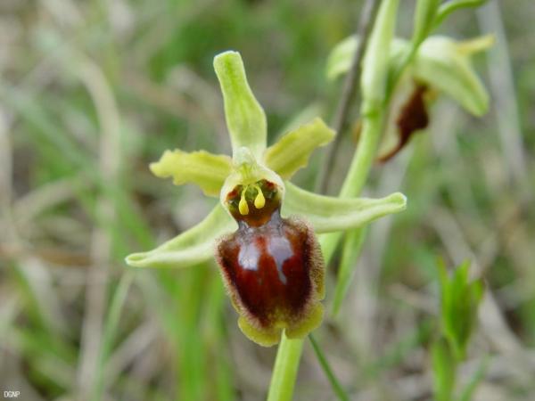 Ophrys_araneola_DGNP_01.jpg