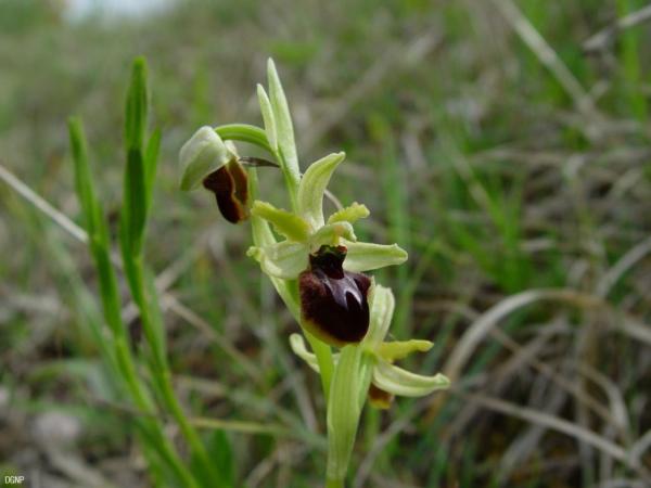 Ophrys_araneola_DGNP_02.jpg