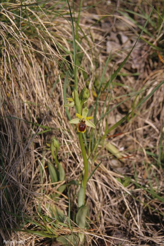 Ophrys_araneola_PP_01.jpg