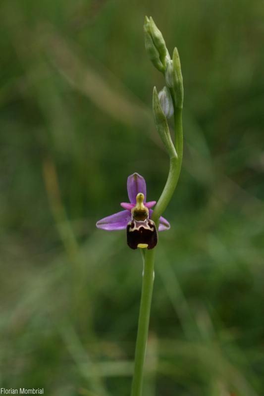 Ophrys_holosericea_subsp._elatior_FM.jpg