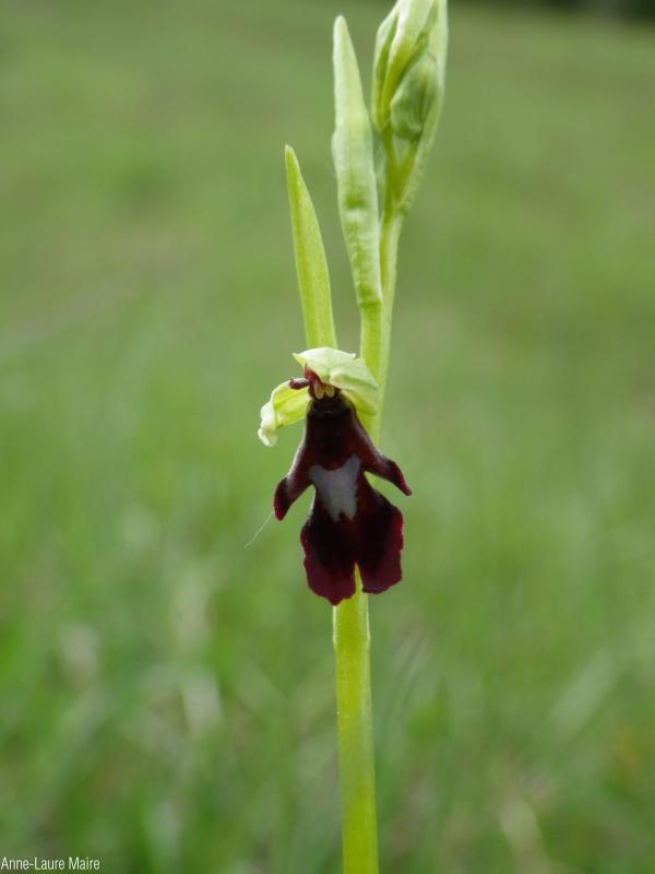 Ophrys_insectifera_ALM.jpg