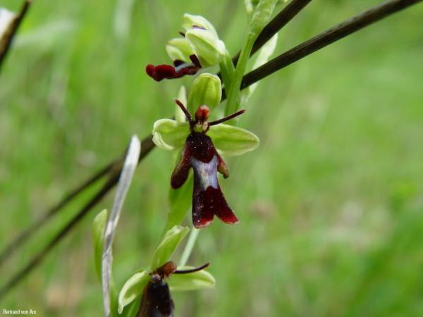 Ophrys_insectifera_BvA_02.jpg