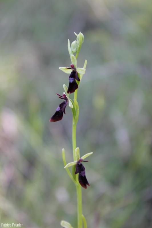 Ophrys_insectifera_PP_01.jpg