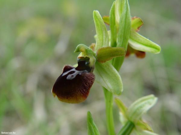 Ophrys_sphegodes_BvA_01.jpg