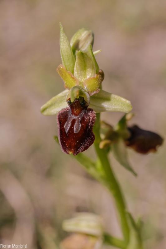 Ophrys_sphegodes_FM.jpg