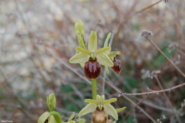 Ophrys_sphegodes_PP_01.jpg