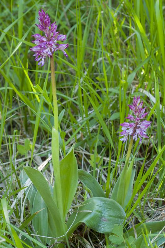 Orchis-purpurea_x_militaris_cf_DSC_0085_BB.jpg