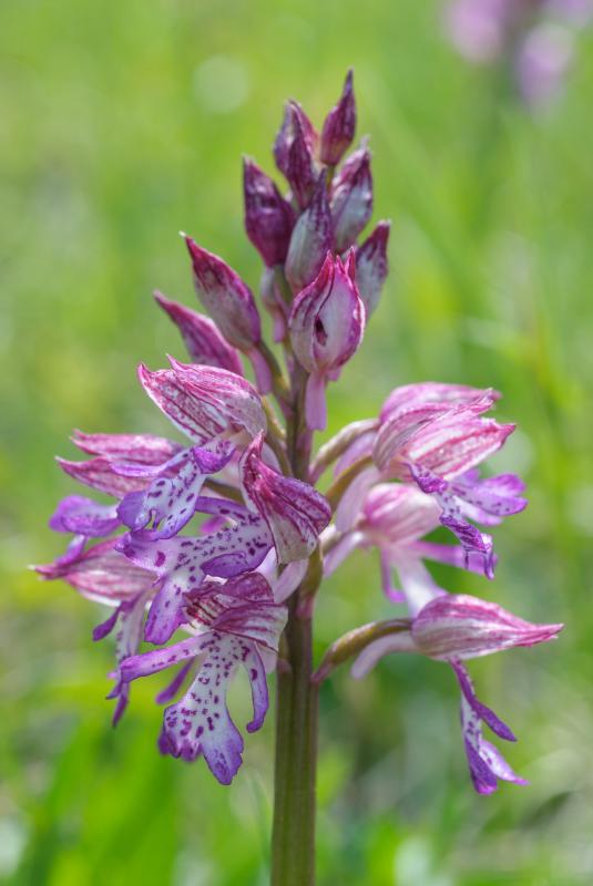 Orchis-purpurea_x_simia_cf_dsc2444_BB.jpg